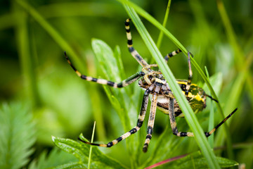 Argiope tygrzyk trawa © rpetryk
