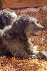 Fototapeta premium close view of a calm and rested Irish greyhound