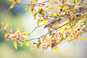 Female house sparrow perched in tree