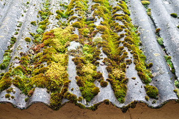 Closeup of old slate roof covered with green moss after the rain