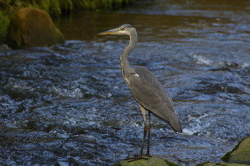 reiher