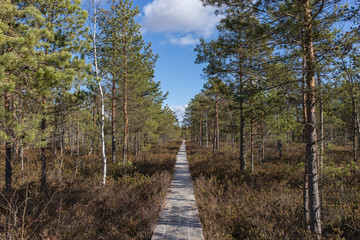 Fototapeta na wymiar Swamp wooden board trail, walking through the in late autumn day