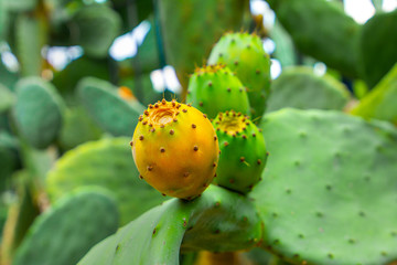 Prickly pear cactus with orange and green fruits