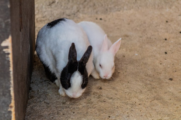 a rabbit resting in its enclosure
