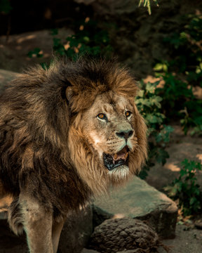 Brown lion on focus photography