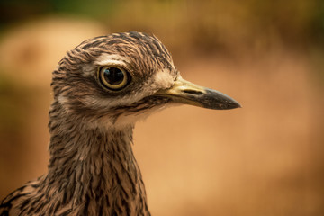 portrait of a bird
