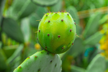 Prickly pear cactus with green fruits close-up
