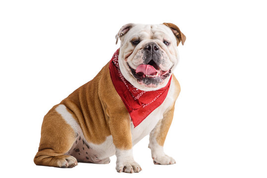 English Bulldog Portrait On White Background