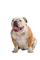 english bulldog portrait on white background