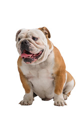 Obraz premium english bulldog portrait on white background