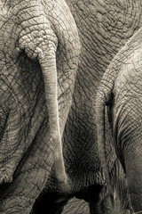 Fototapeta premium tails of elephants standing in group