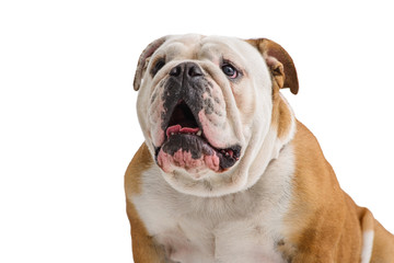 Obraz premium english bulldog portrait on white background