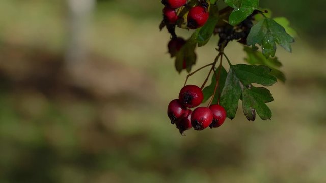 Picking Ripe Hawthorn with branches (Crataegus) - (4K)