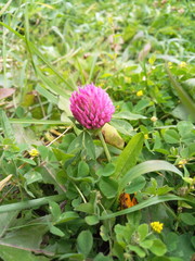 beautiful clover flower in the meadow
