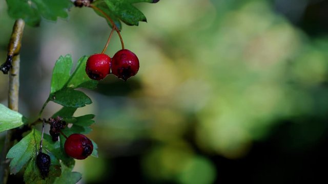 Picking Ripe Hawthorn with branches (Crataegus) - (4K)