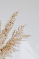 Beige reeds agains white wall. Beautiful background with neutral colors. Minimal, stylish, trend concept. Parisian vibes.