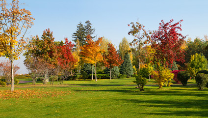 Beautiful autumn park with colorful trees. Autumn in park, landscape panorama
