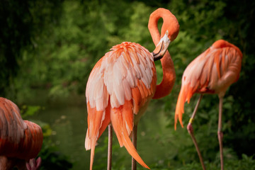 Fototapeta na wymiar Flamingo cleaning its pink feathers with its beak