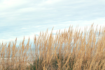 Fototapeta premium empty Baltic sea beach