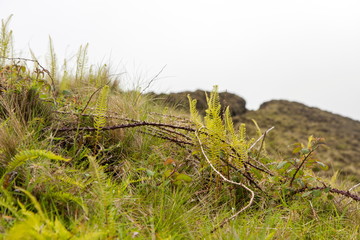 Grass on a background of fog