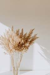Beige reeds in vase standing on white table with beautiful shadows on the wall. Minimal, styled concept for bloggers. Parisian vibes. - obrazy, fototapety, plakaty