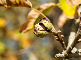 Mature walnut tree with ripe and large walnut in his shell with falling brown husk between leaves with autumn colors