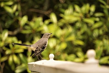 A single mocking bird (Mimus polyglottos) perched on white wooden fence enjoy watching on the garden background, Autumn in Ga USA.