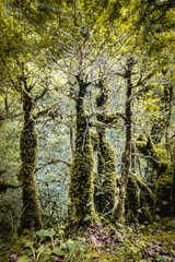 beautiful old trees, trunks covered with moss, in wild forest