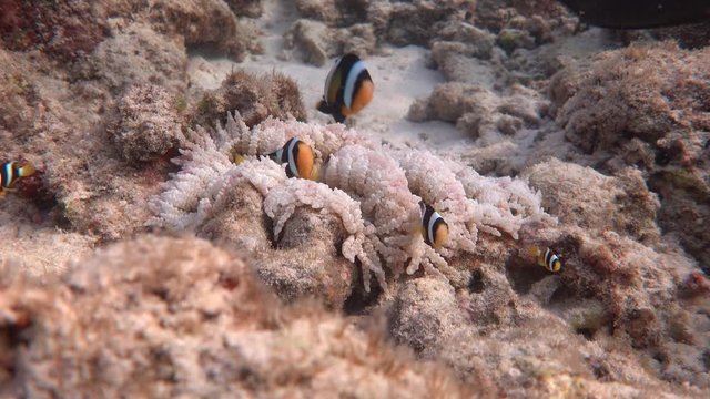 Yellowtail clownfishes and beaded sea anemone, Laccadive sea. 4K stock video footage