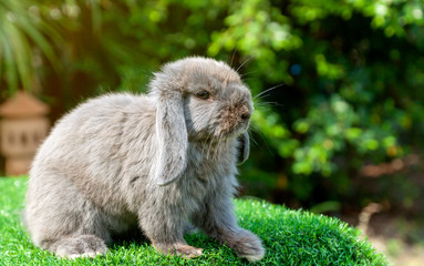 Little Gray rabbit on green grass in the garden.