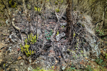 burnt trees in a beautiful forest, consequences of natural catastrophe