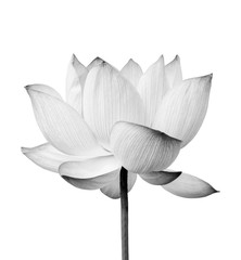 Lotus Flowers photos, royalty-free images, graphics, vectors & videos