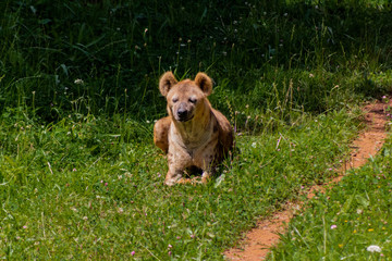 a hyena resting in a green meadow