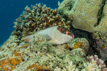 Fish swim in the Red Sea, colorful fish, Eilat Israel