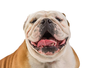 Fototapeta premium english bulldog portrait on white background