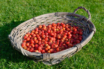 Holzäpfel im Weidenkorb