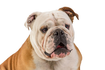 english bulldog portrait on white background