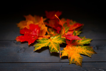 Multi-colored maple leaves on a wooden background, red, yellow, red, green.