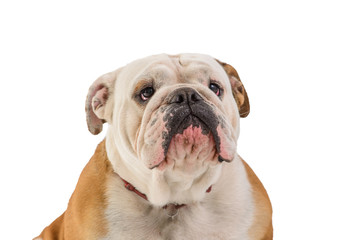 Obraz premium english bulldog portrait on white background