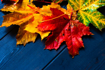 Multi-colored maple leaves on a wooden background, red, yellow, red, green.