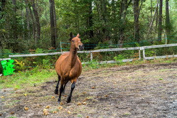 cheval