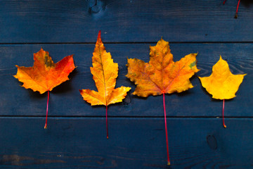 Multi-colored maple leaves on a wooden background, red, yellow, red, green.