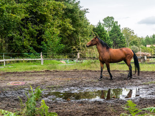 cheval