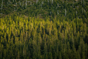 Summer sunlight on green trees in the in Krkonose National park forest, Czech Republic