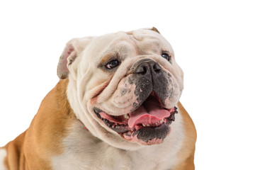 Fototapeta premium english bulldog portrait on white background