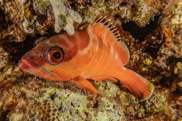 Fish swim in the Red Sea, colorful fish, Eilat Israel