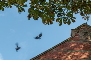 Birds flying between the tree and roof