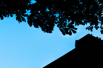 Tree roof top and blue sky
