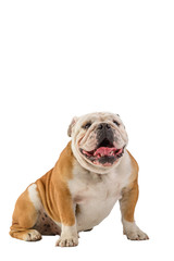 Fototapeta premium english bulldog portrait on white background