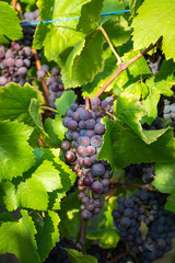 red wine grapes on the vine